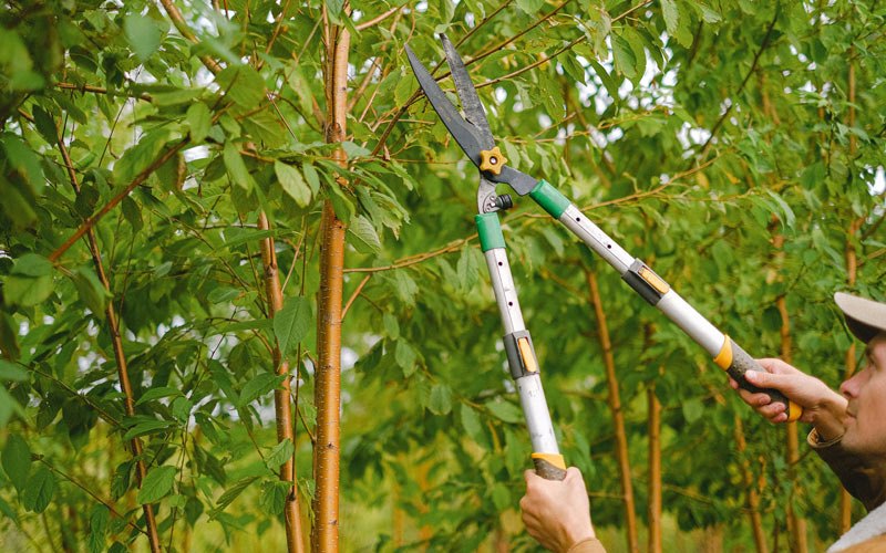 Tree trimming in Cresbard, SD
