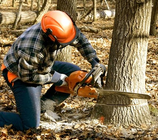 Tree Removal in Cresbard, SD